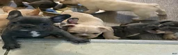 French Bulldog dogs for sale: French Bulldog 1 - Ad 1