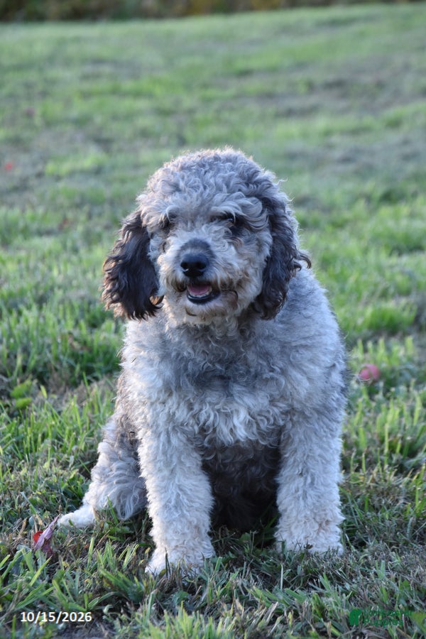 Mini Goldendoodle dogs for sale: Julia - Ad 2
