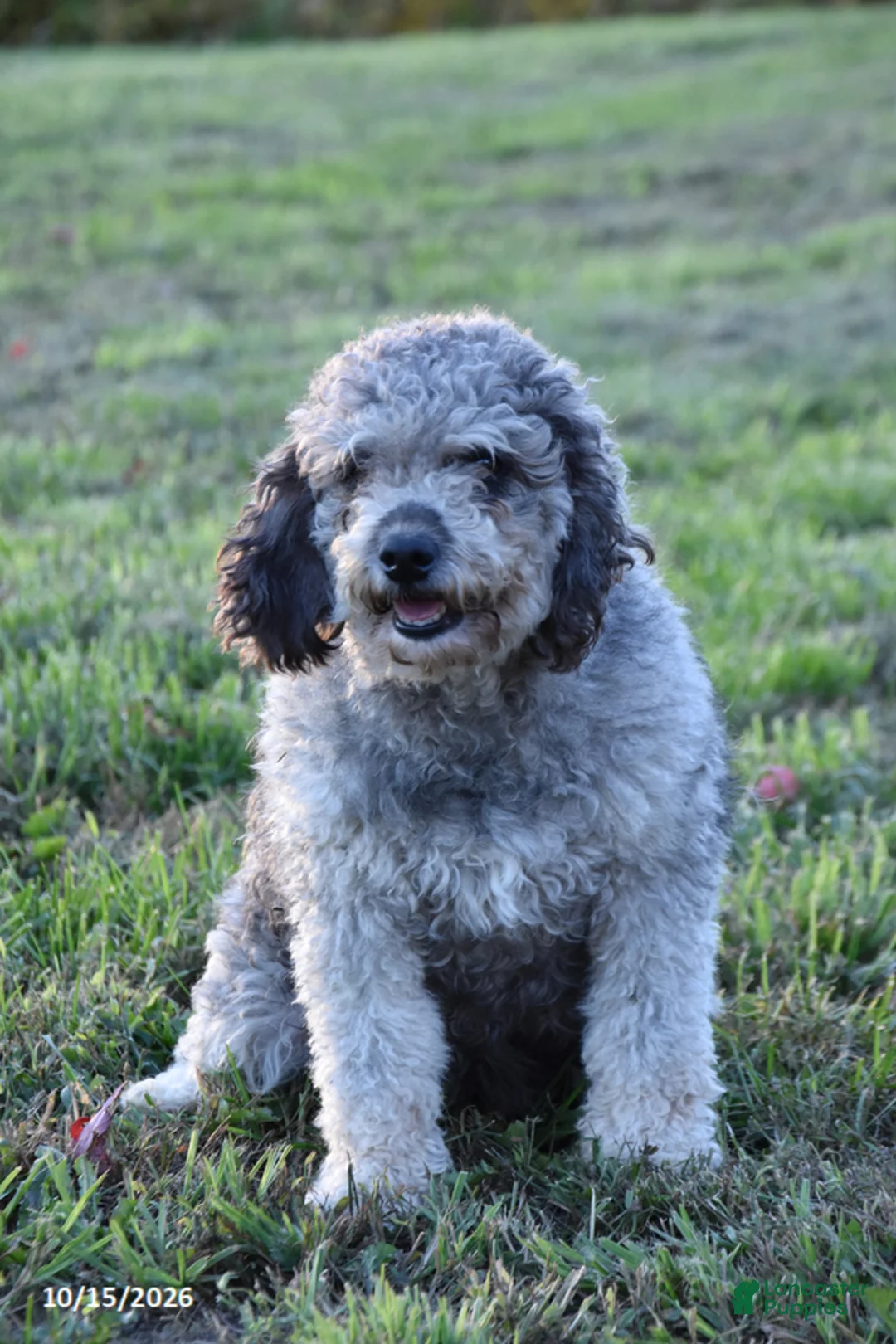 Mini Goldendoodle dogs for sale: Julia - Ad 2
