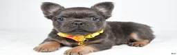 French Bulldog dogs for sale: Tate - Ad 1