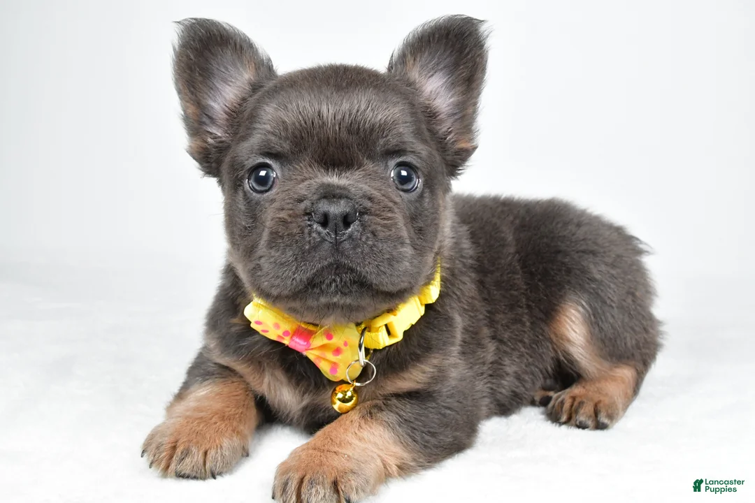 French Bulldog dogs for sale: Tate - Ad 1