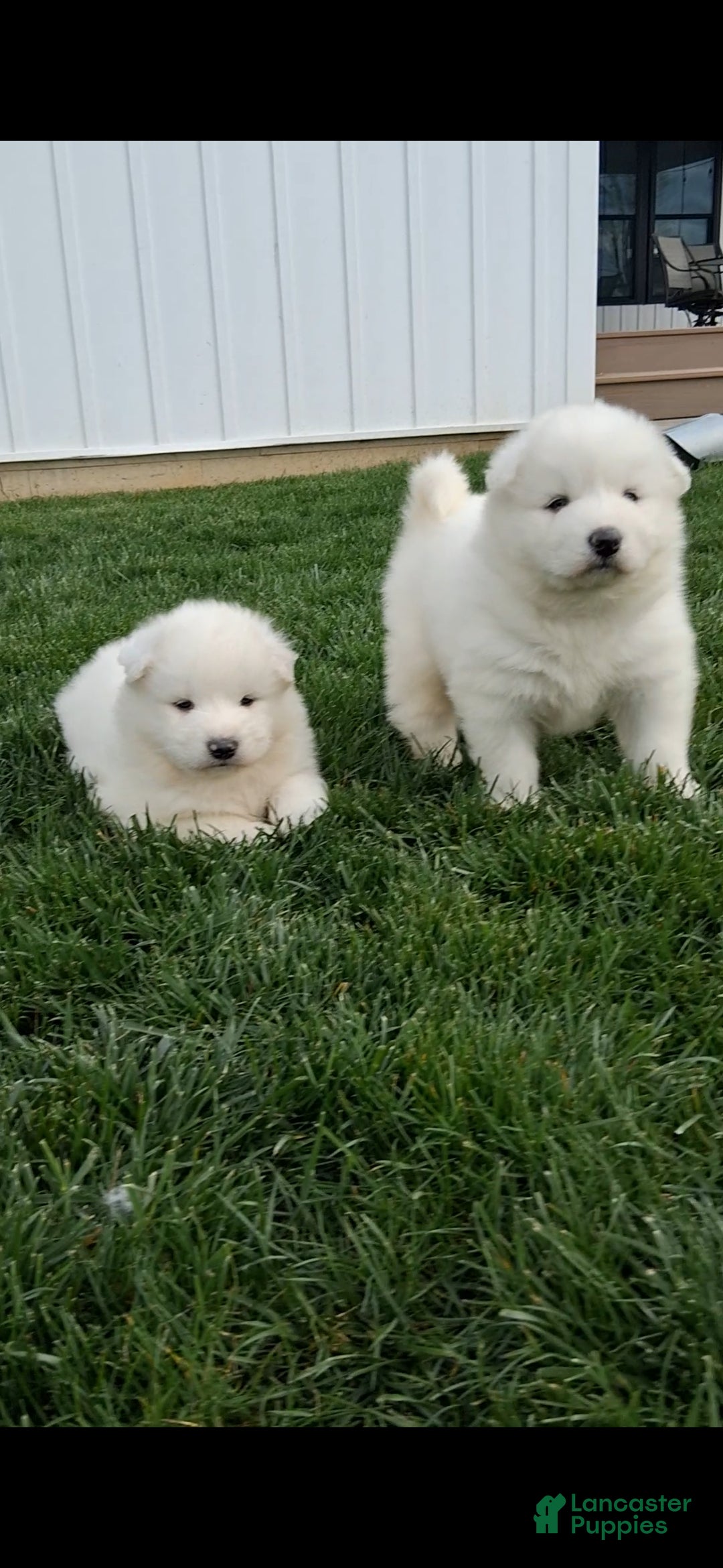 Samoyed dogs Flash - Ad 2