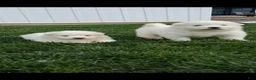 Samoyed dogs for sale: Flash - Ad 2