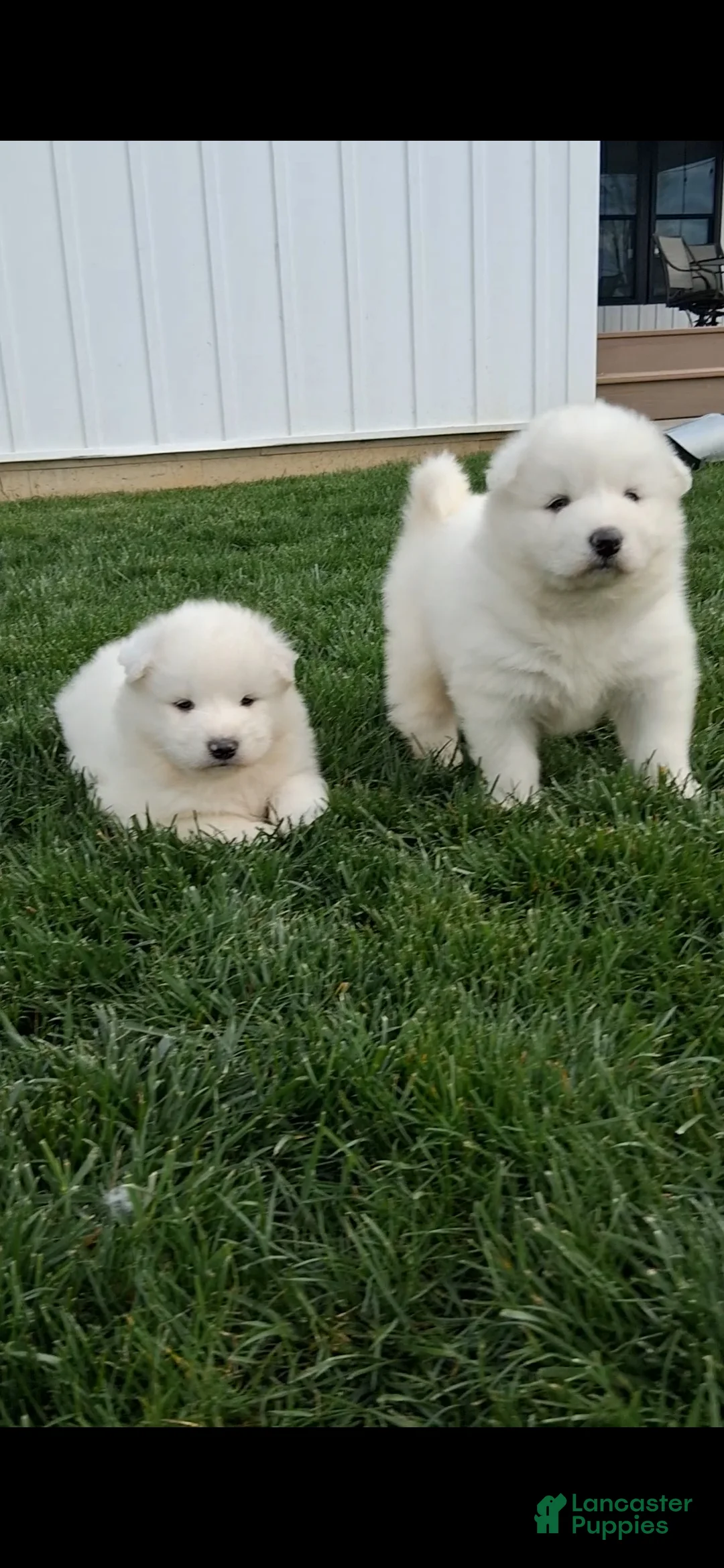 Samoyed dogs for sale: Flash - Ad 2