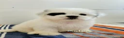 Shih Tzu dogs for sale: Shih Tzu 2 - Ad 3