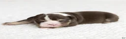 English Bulldog dogs for sale: Matilda Rose English Bulldog  - Ad 5