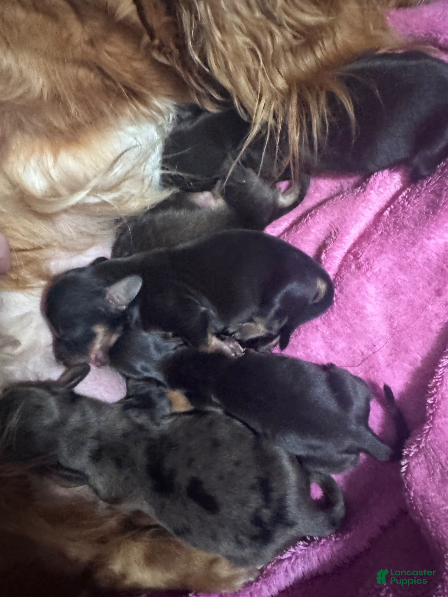 Miniature Dachshund dogs Miniature Dachshund 1 - Ad 8