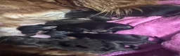 Miniature Dachshund dogs for sale: Miniature Dachshund 1 - Ad 1