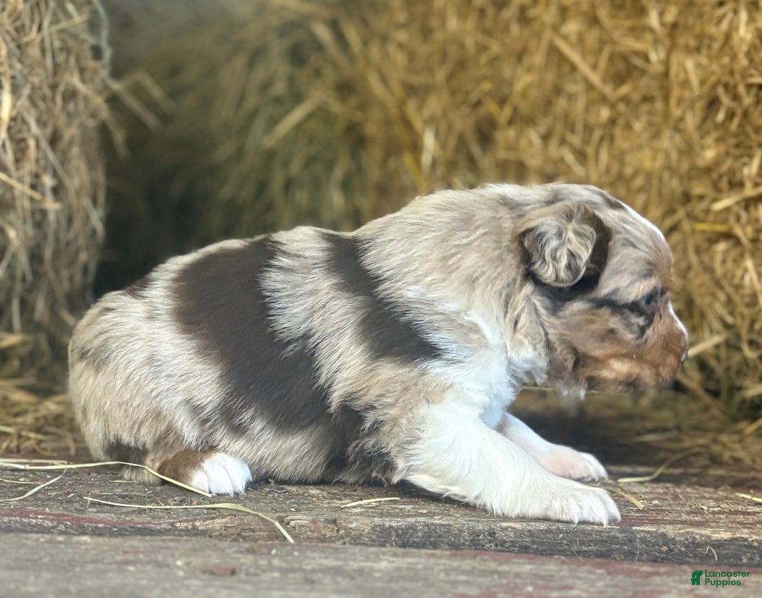 Australian Shepherd dogs for sale: Sugar - Ad 2