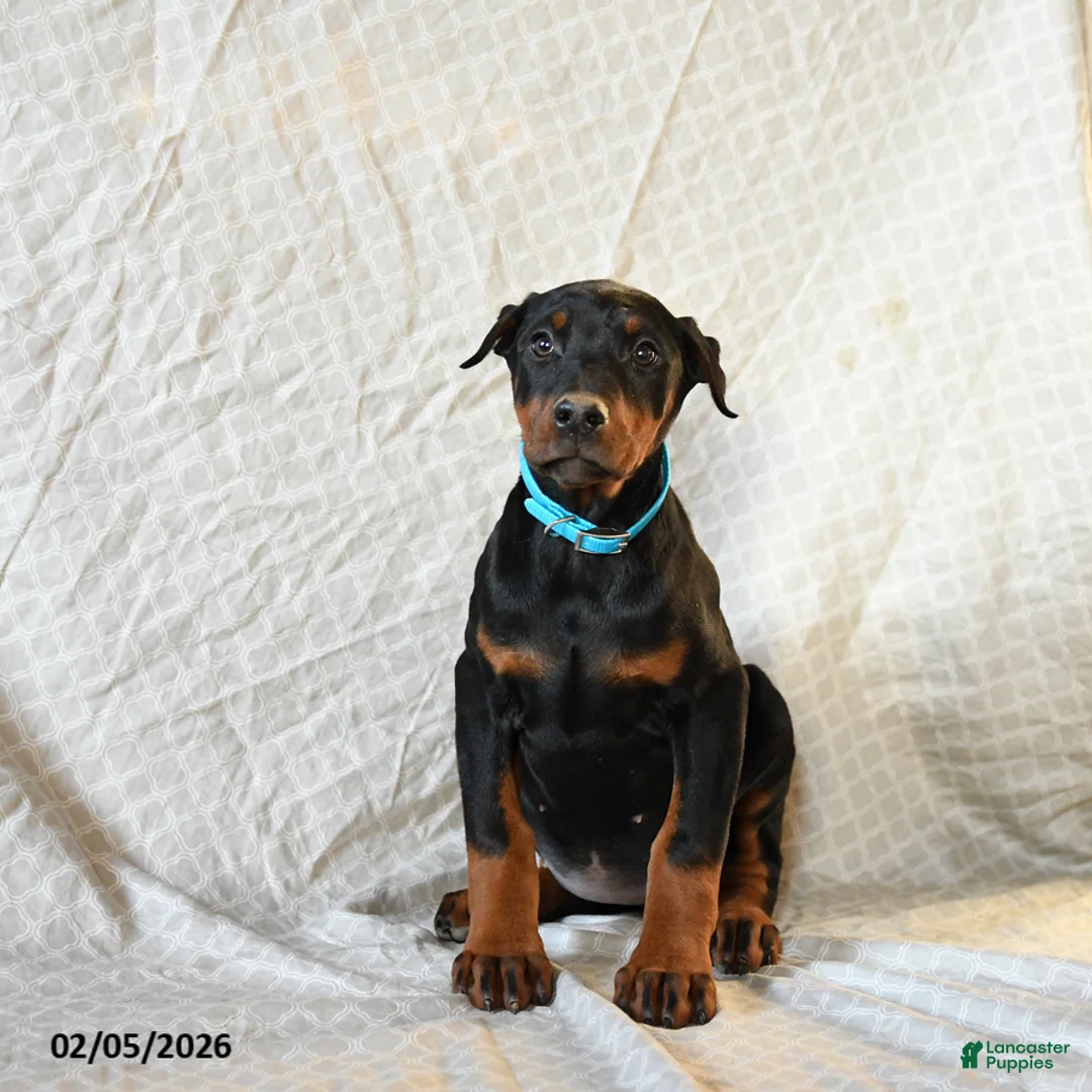 Doberman Pinscher dogs for sale: Roxie - Ad 5