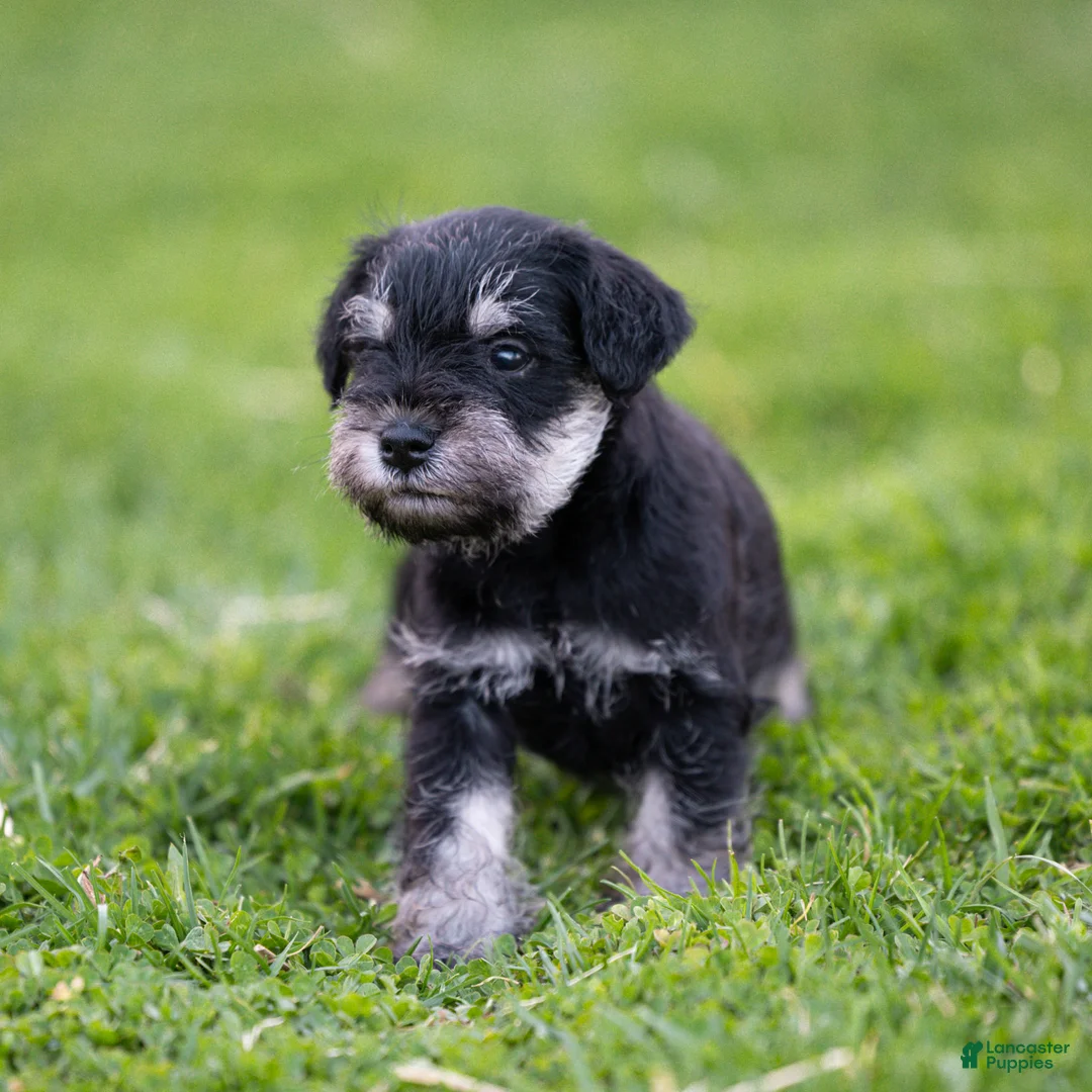 Miniature Schnauzer dogs for sale: Garret Miniature Schnauzer Puppy  - Ad 1