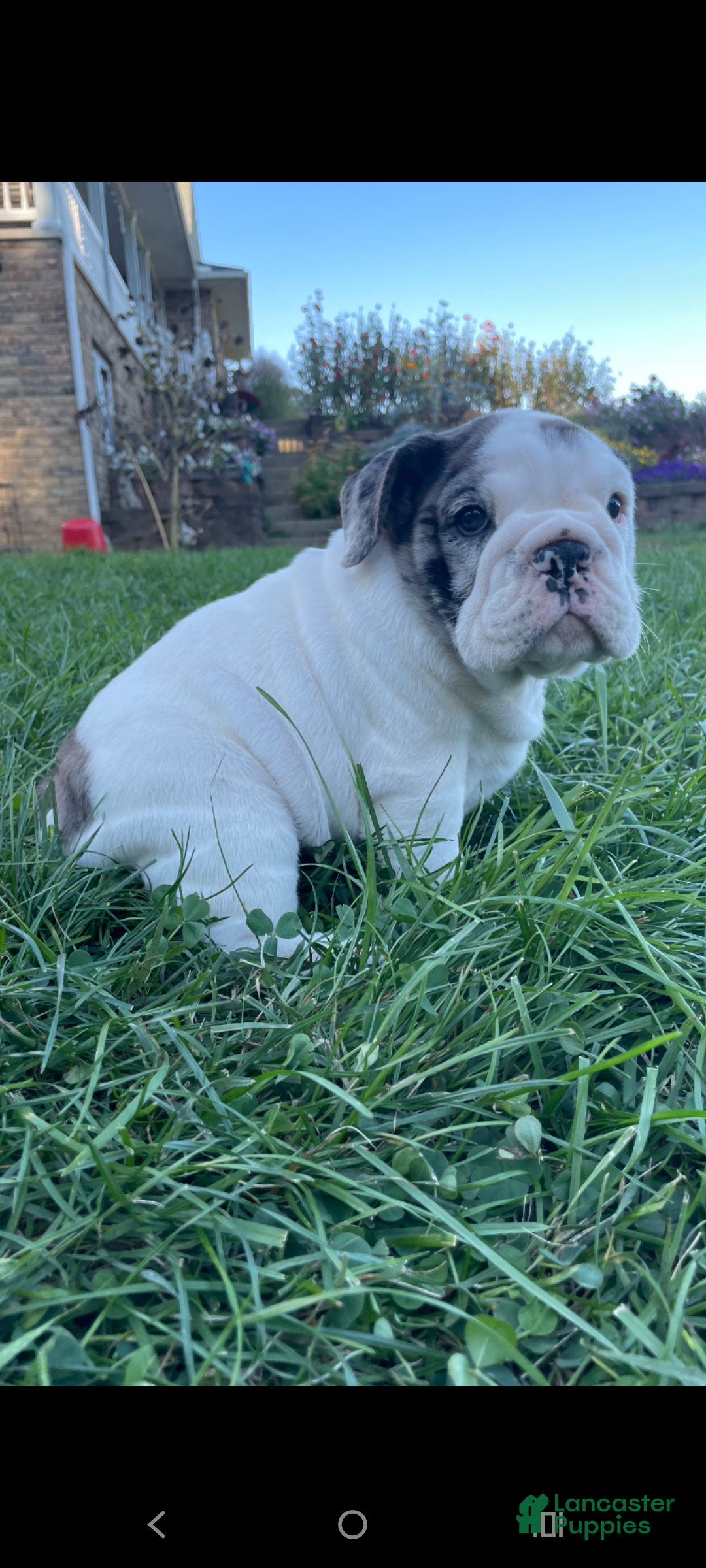 Near Me Pomeranian For Sale Inland Empire English Bulldog Puppies