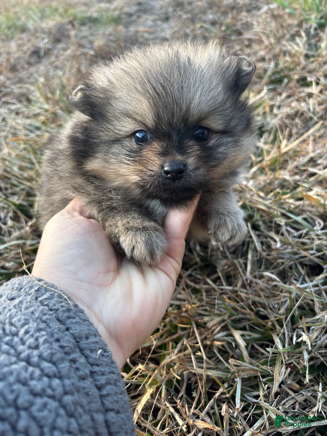 Pomeranian dogs for sale: Akc Orange sable boy 2 - Ad 3