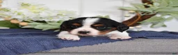 Cavalier King Charles Spaniel dogs for sale: Pretzel  - Ad 6