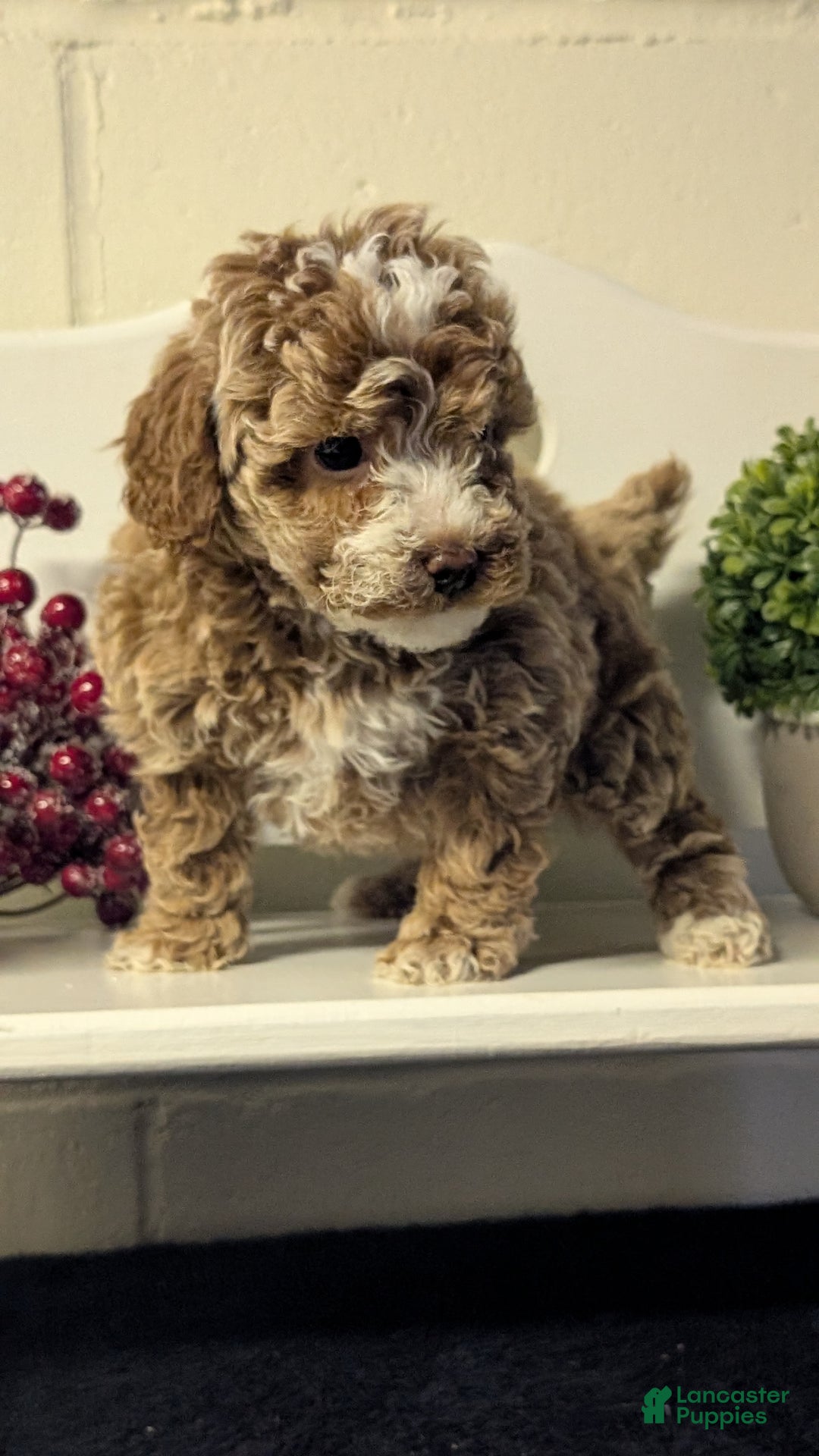 Miniature Poodle dogs for sale: Hazel - Ad 5