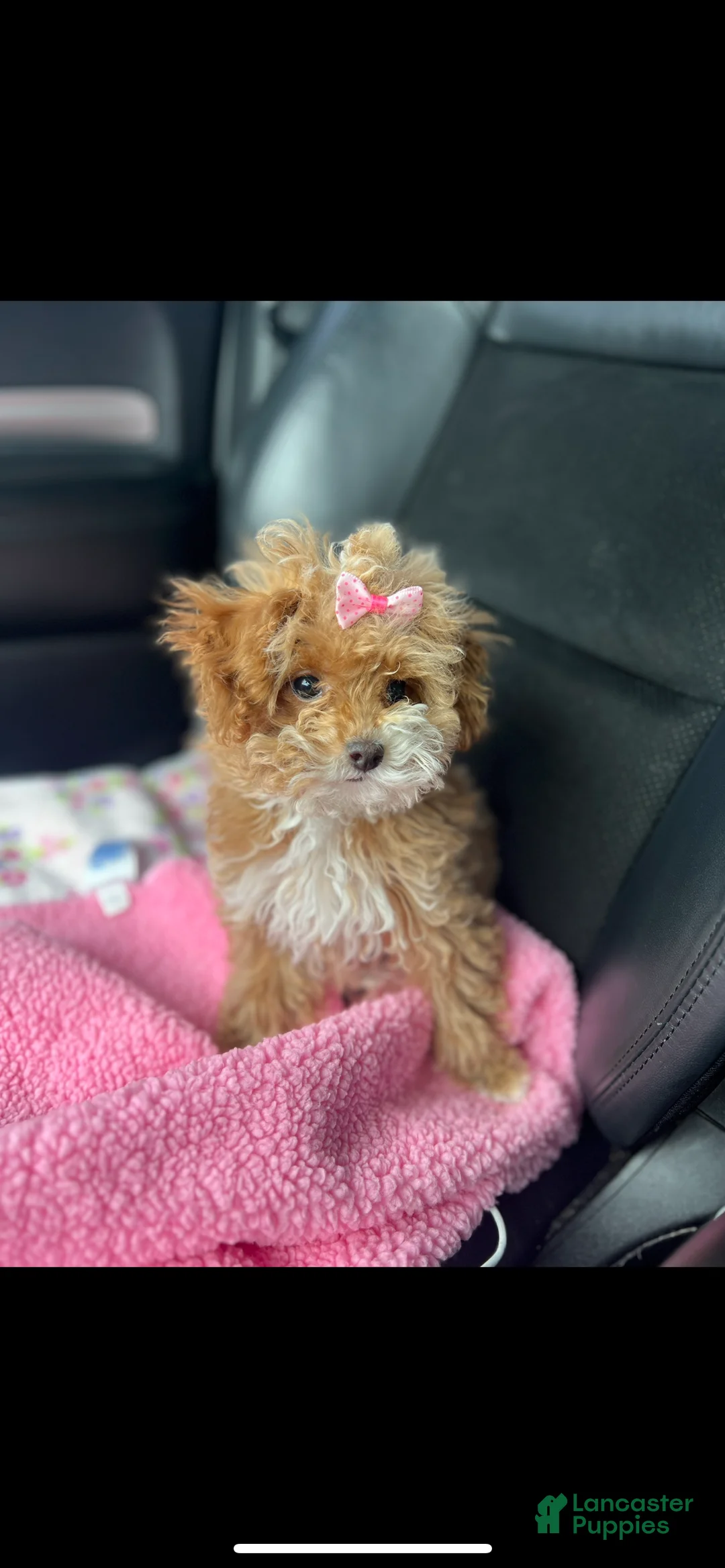 Maltipoo dogs for sale: Teacup Korean Maltipoo - Ad 3