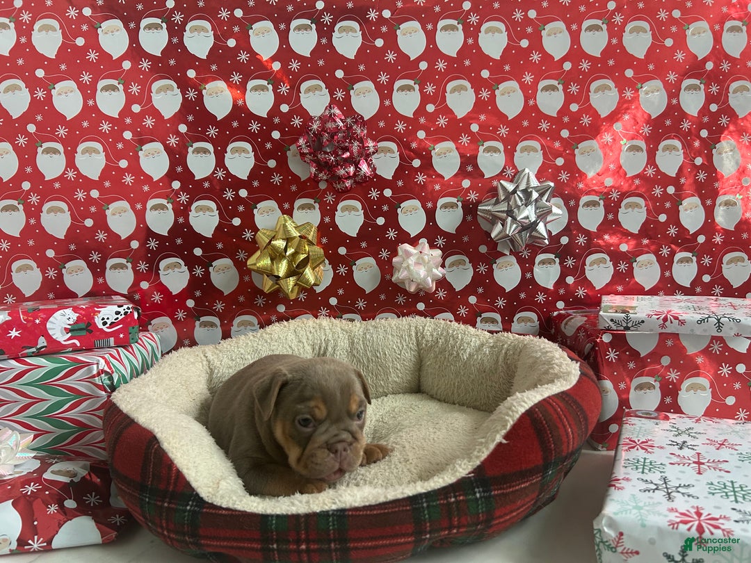 English Bulldog dogs for sale: Piper - Ad 1