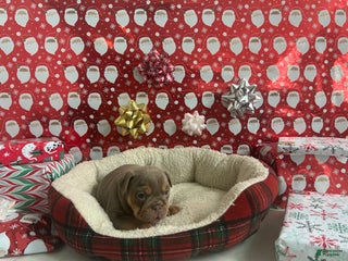 English Bulldog dogs Piper - Ad 29