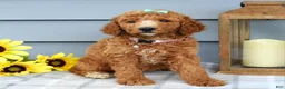 Standard Poodle dogs for sale: Millie - Ad 4