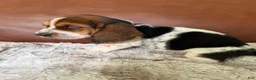 Basset Hound dogs for sale: Tooty - Ad 3