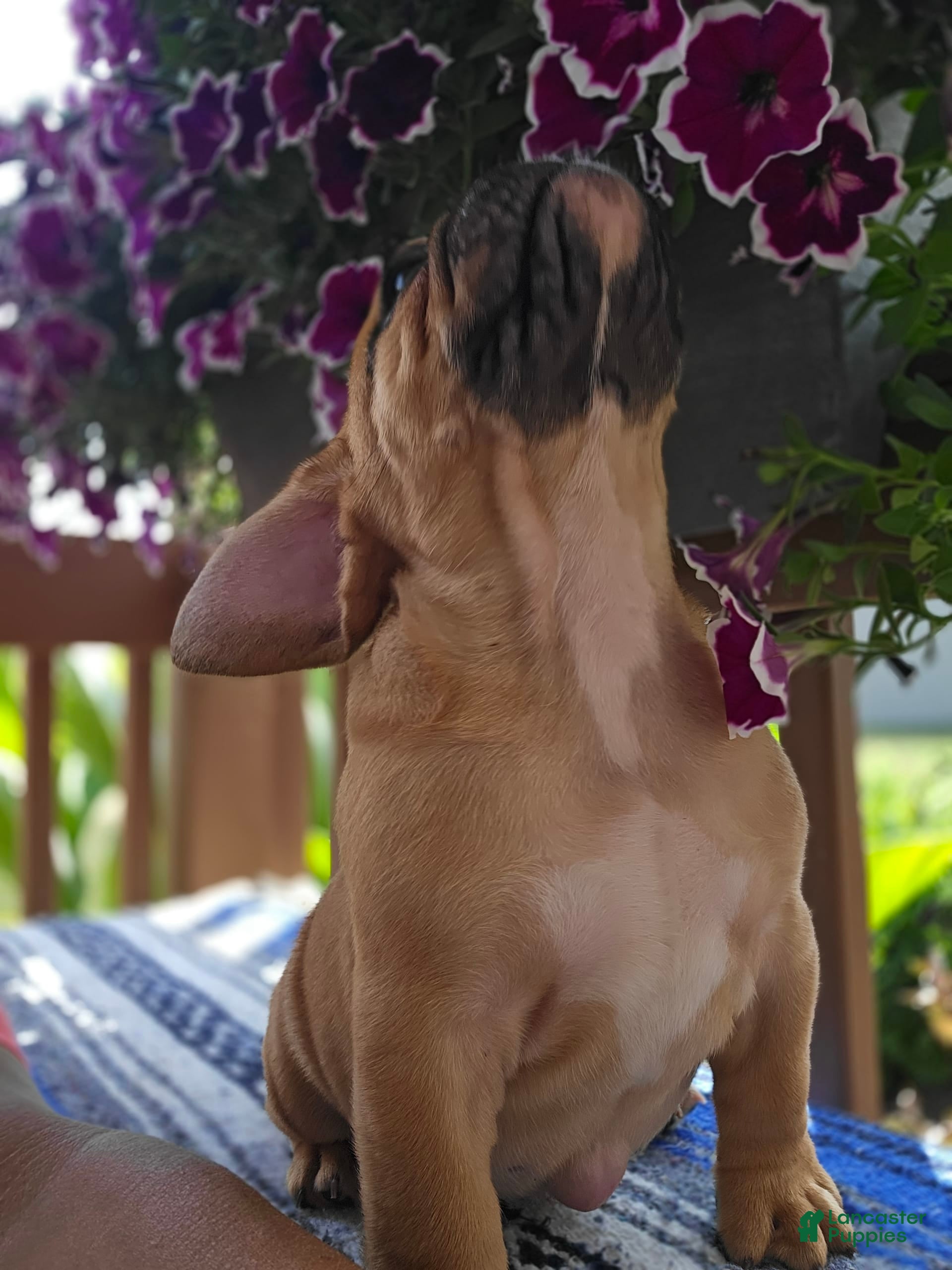 English Bulldog dogs Hunter - Ad 23