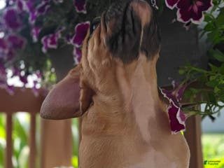 English Bulldog dogs Hunter - Ad 25