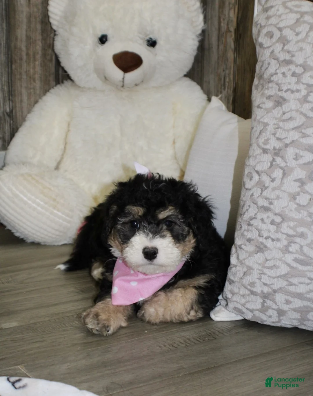 Mini Bernedoodle dogs for sale: Lambie  - Ad 3