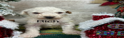 Toy Poodle dogs for sale: Rich - Ad 3
