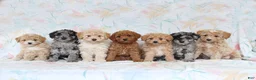 Miniature Poodle dogs for sale: Rylan - Ad 2
