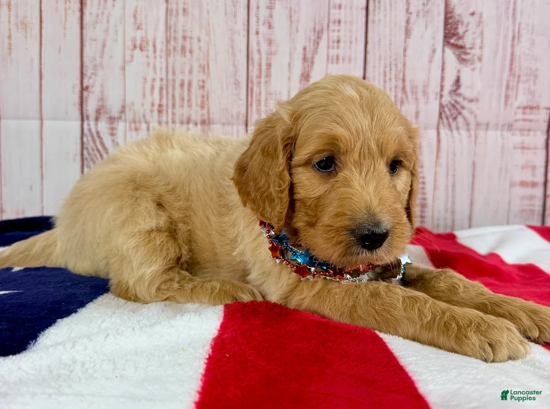 Goldendoodle dogs for sale: Sierra - Ad 2