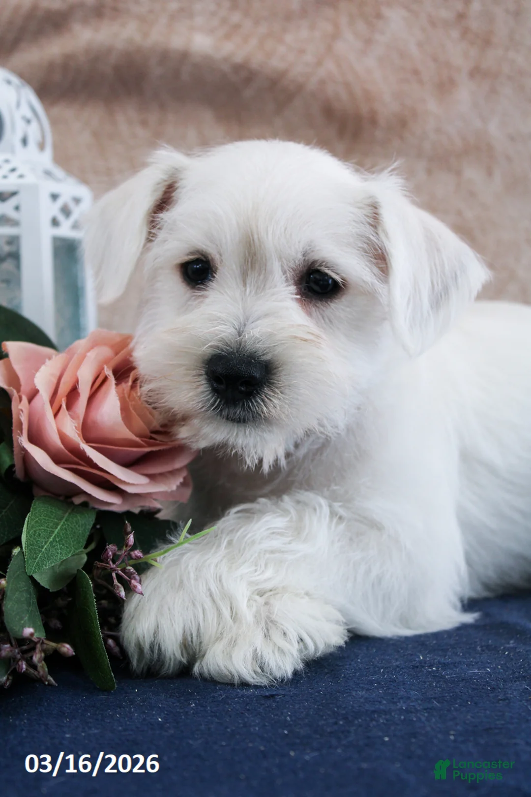 Miniature Schnauzer dogs for sale: Quincey - Ad 2