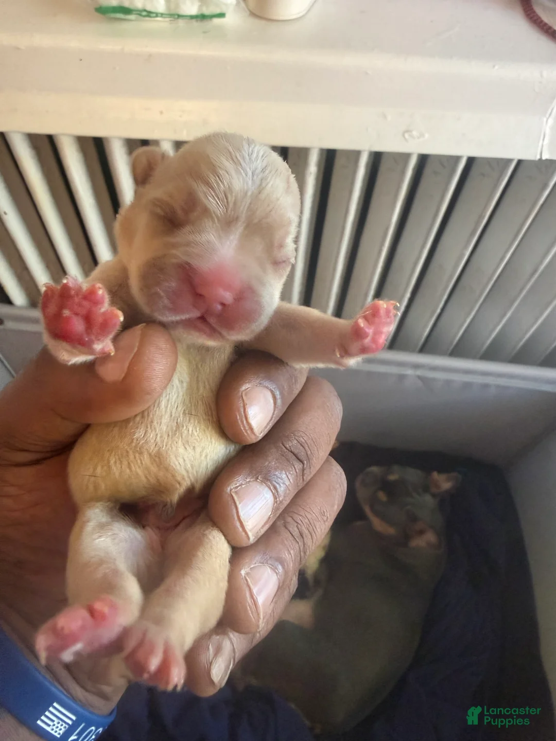 French Bulldog dogs for sale: French Bulldog 2 - Ad 2