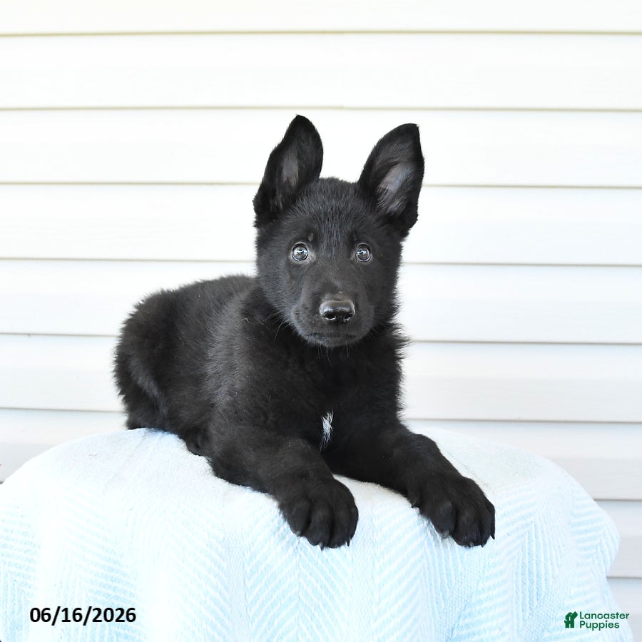 German Shepherd dogs Cola - Ad 2