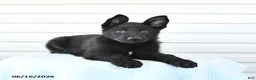 German Shepherd dogs for sale: Cola - Ad 2