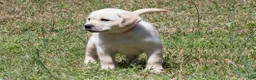 Labrador Retriever dogs for sale: Kate - Ad 7