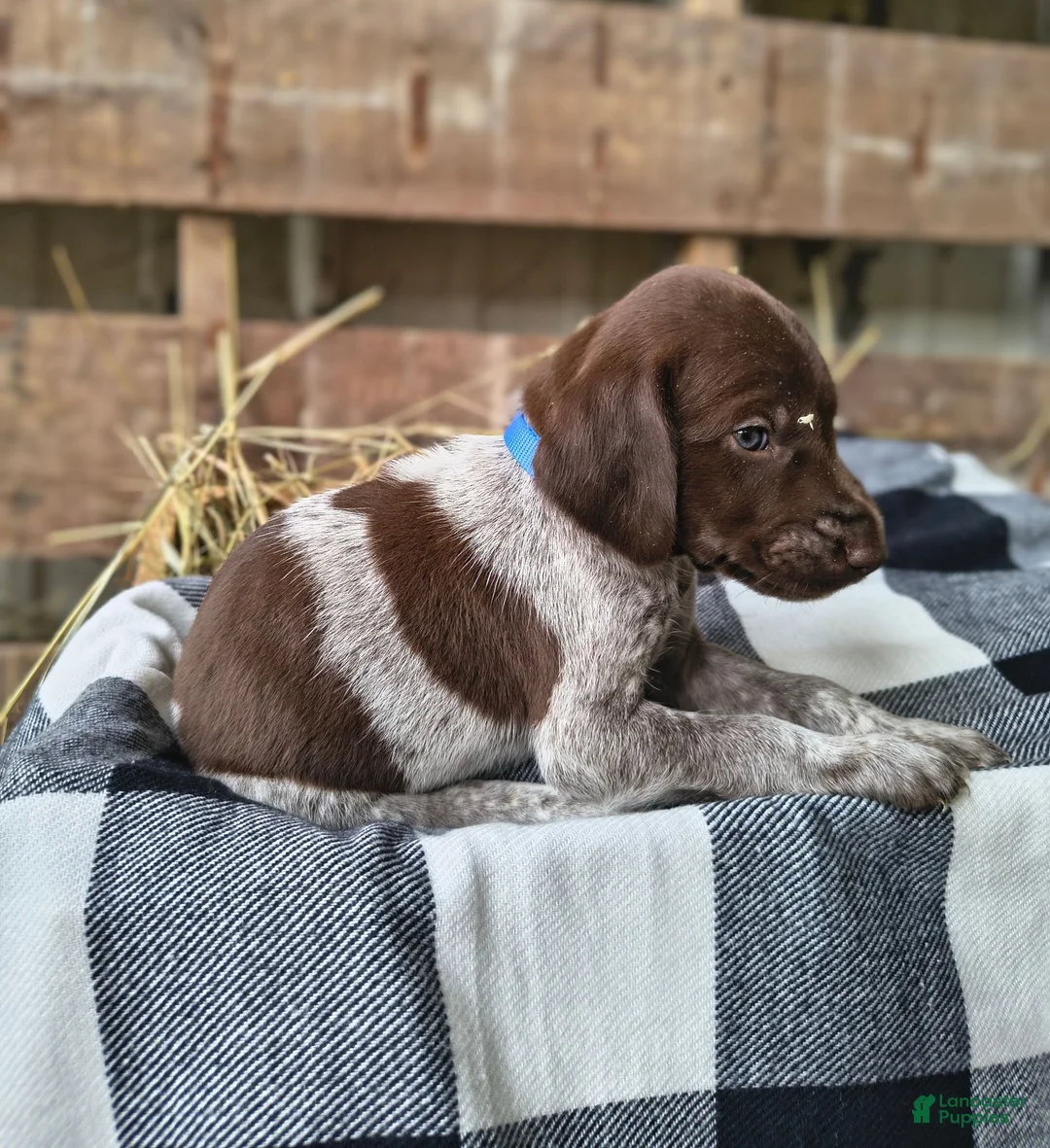 German Shorthaired Pointer dogs for sale: Judge - Ad 2
