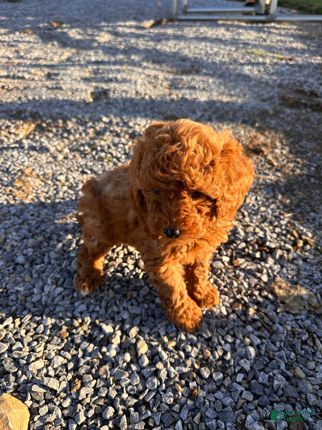 Toy Poodle dogs for sale: Buddy - Ad 3