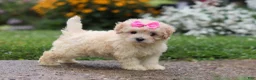 Mixed Breed dogs for sale: Brianna - Ad 3