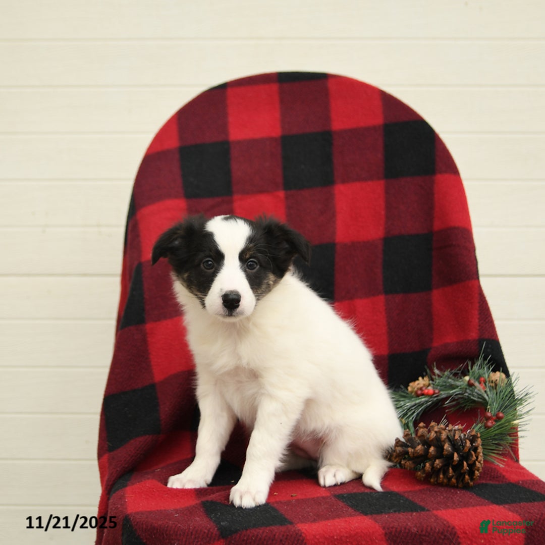 Mixed Breed dogs for sale: Paisley - Ad 2