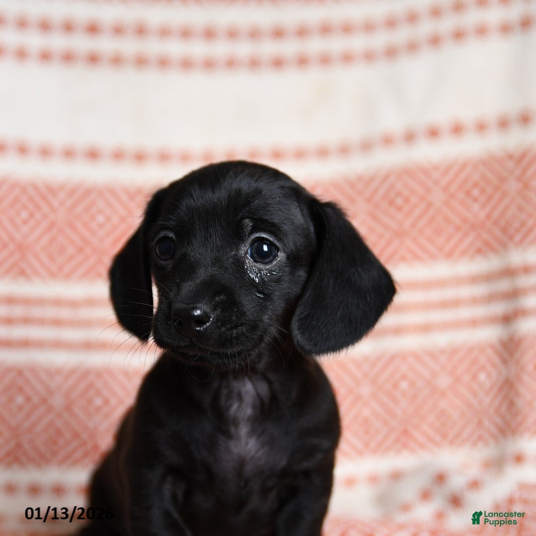 Miniature Dachshund dogs for sale: Kassie - Ad 4