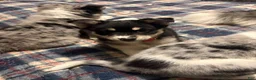 Pomsky dogs for sale: Pomsky Puppy 1 - Ad 8