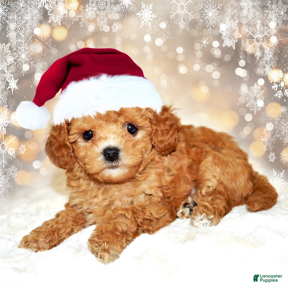 Bichpoo dogs Bichpoo Puppy 1 - Ad 5