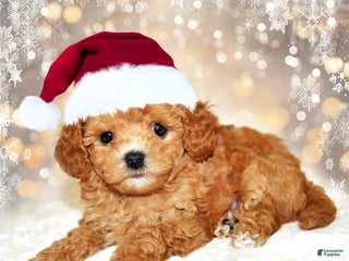 Bichpoo dogs Bichpoo Puppy 1 - Ad 5