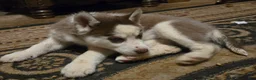 Siberian Husky dogs for sale: Cassidy - Ad 5