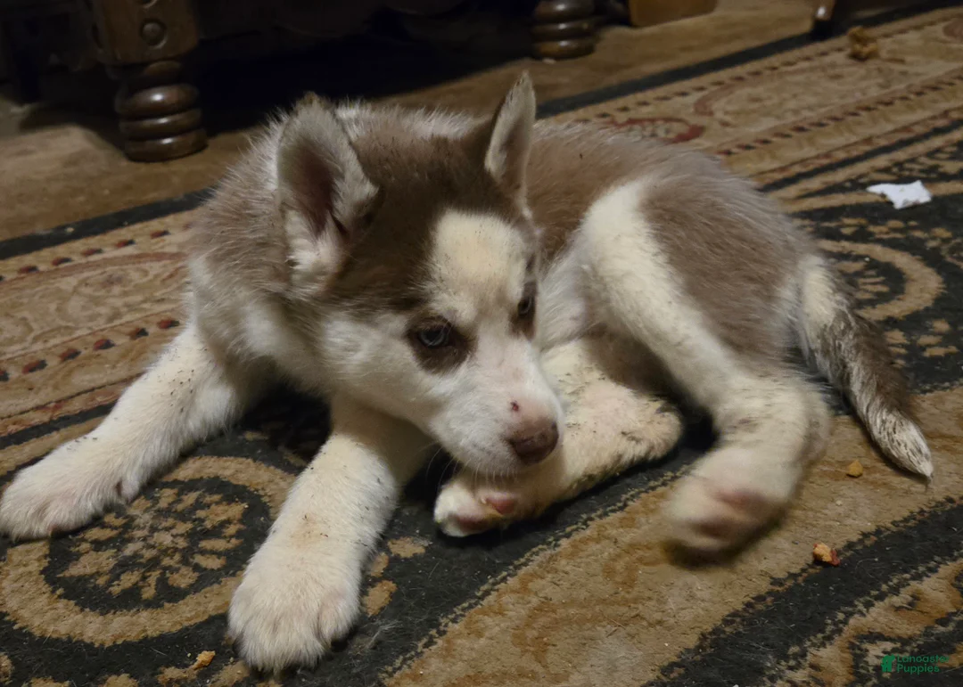 Siberian Husky dogs for sale: Cassidy - Ad 5
