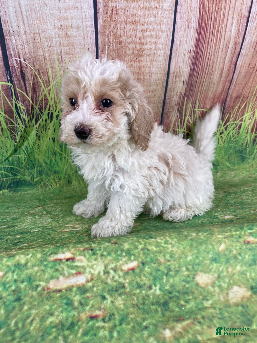 Miniature Poodle dogs for sale: Teddy - Ad 16