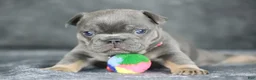 French Bulldog dogs for sale: Mara - Ad 4