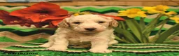 Mini Goldendoodle dogs for sale: Spot  - Ad 3
