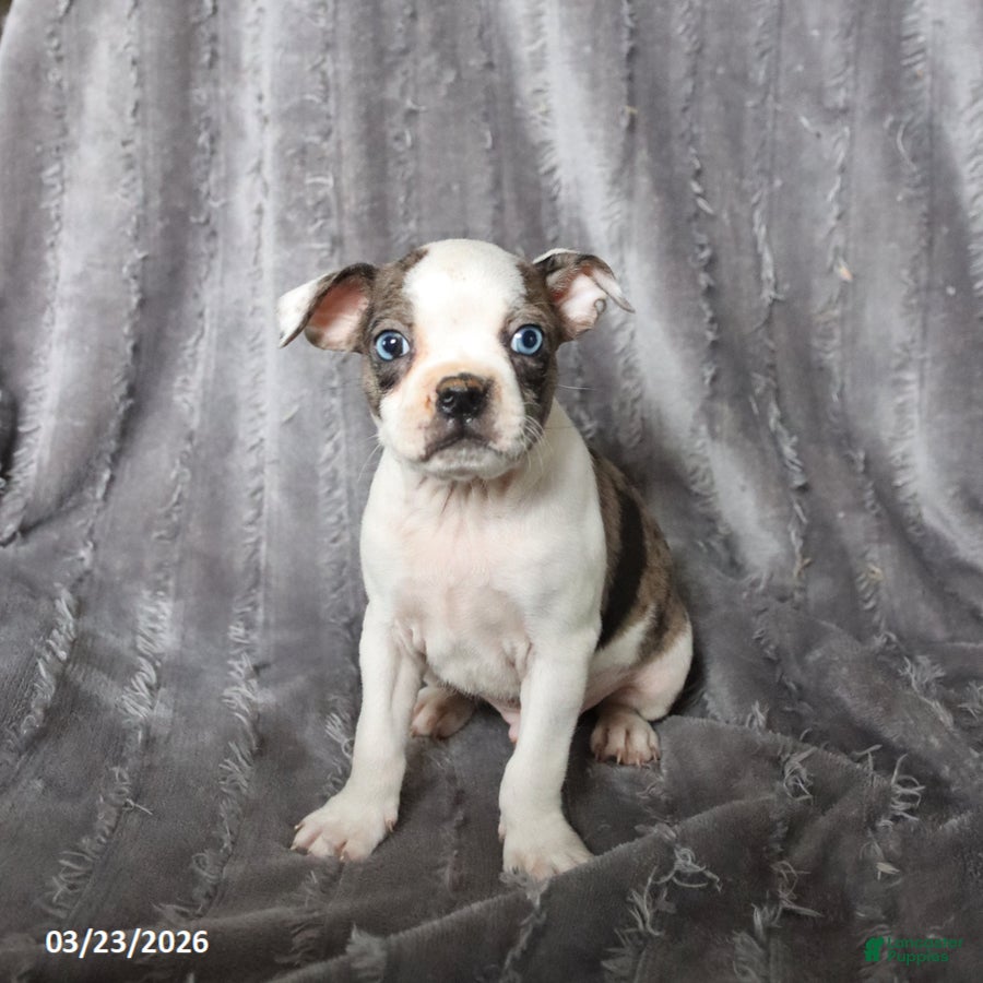 Boston Terrier dogs Ronald - Ad 2