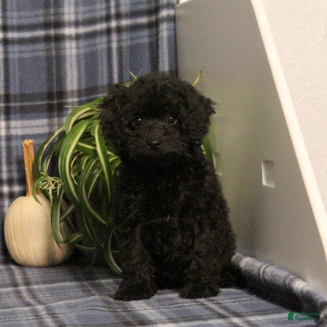 Mini Goldendoodle dogs Amanda - Ad 2
